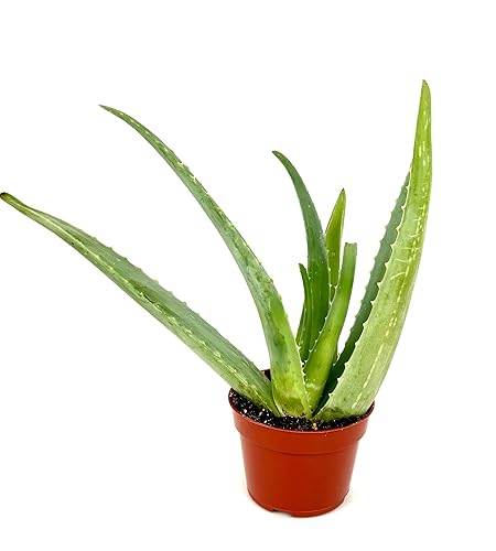 Live Aloe Vera Succulent Aloe Barbadensis Aloe 8
